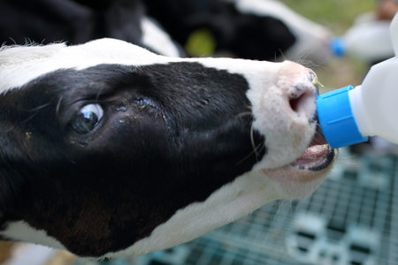 Experience Feeding Cows This is a calf feeding to the full on the farm.の写真素材