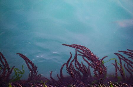 Red algae growth in clear blue water