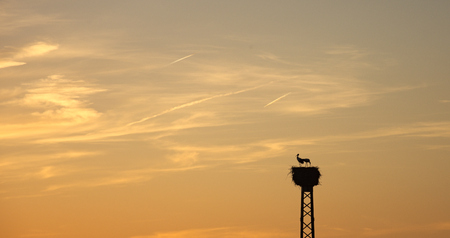 Stork couple in stork nest in front of hot sky at sunsetの写真素材