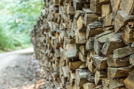 Many wedges of firewood stacked in forest