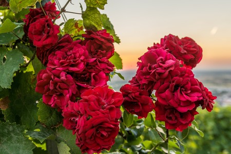 Many red roses at sunset in vineyardsの写真素材
