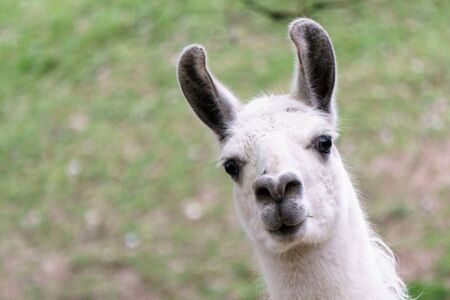 White llama with long ears set upの写真素材
