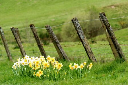 Yellow flowers in front of fence and landscapeの写真素材