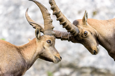 Zwei Steinbock Kitze kÃ¤mpfen mit ihren HÃ¶rnern