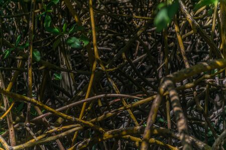 Close up, detailed and dark perspective of the intricate braiding of the roots and branches of the mangrove vegetation, a kind of plant that grows in coastal saline at Trancoso, Porto Seguro, Bahiaの写真素材