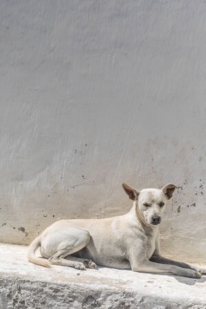 Vertical and dramatic picture of a white, with no defined race, apparently grumpy street dog staring into the camera in front of a white wall and over a concrete floor of the same colorの写真素材