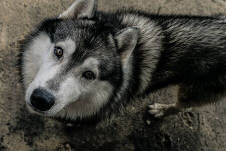 Downwards perspective of a big, cute and adult Siberian Husky mixed dog, with hazel eyes and black, white and grey fur, looking deeply into the camera with a concrete background floorの写真素材