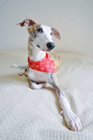 A whippet dog laid on the bed, with a red scarf around the neckの写真素材