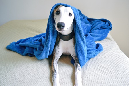 Cute whippet dog laying on a bed with a blue blanketの写真素材