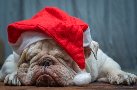 Cute English Bulldog sleeping in a Christmas hatの写真素材