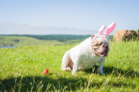 Great concept of Easter. Cute English bulldog breed dog dressed as Easter bunny running on the lawn.の写真素材
