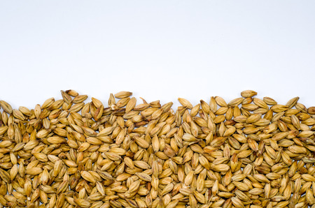 Barley malt texture pale ale for backgrounds, half malt image, half image with white background.の写真素材