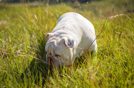 Cute English Bulldog playing on green grassの写真素材