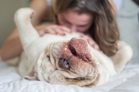 Beautiful woman playing in bed with english bulldog english dog.の写真素材
