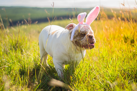 Great concept of Easter. Cute English bulldog breed dog dressed as Easter bunny running on the lawn.の写真素材