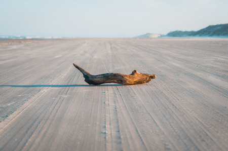 Tree trunk on beach path.の写真素材
