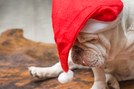 Cute English Bulldog sleeping in a Christmas hatの写真素材