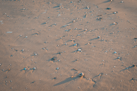 Shells in the sand.の写真素材