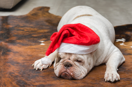 Cute English Bulldog in a christmas hatの写真素材