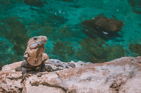 Iguana in stone in the caribbeanの写真素材