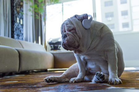 Cute English bulldog listening to music with headphones in living roomの写真素材