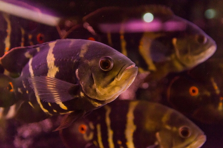 Predatory fish close-up of the species Astronotus Okellatus, inhabitant of the southern tributaries of the Amazonの写真素材