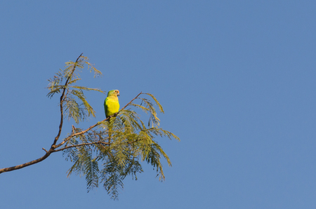 Beautiful birds Prince-Black Parakeets or Nanday Parakeet (Aratinga nenday) in a tree in the Brazilian Pantanal.の写真素材