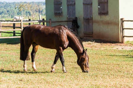 Horses of the Creole breed in farmの写真素材