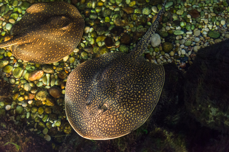 Beautiful common stingray in freshwater natural riverの写真素材