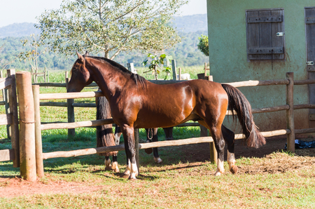 Horses of the Creole breed in farmの写真素材