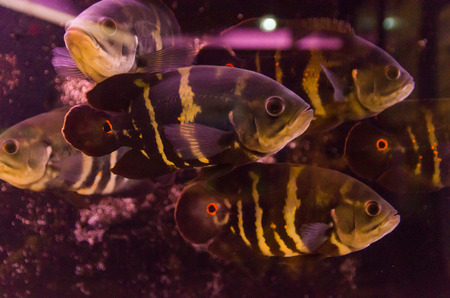 Predatory fish close-up of the species Astronotus Okellatus, inhabitant of the southern tributaries of the Amazonの写真素材