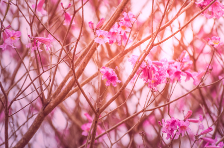 Spring came in the city, beautiful cherry blossoms.