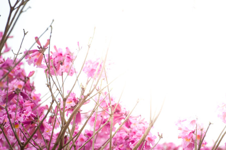 Spring came in the city, beautiful cherry blossoms.の写真素材