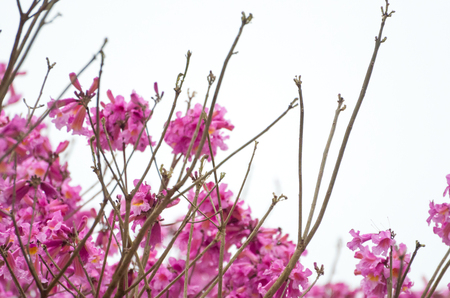 Spring came in the city, beautiful cherry blossoms.