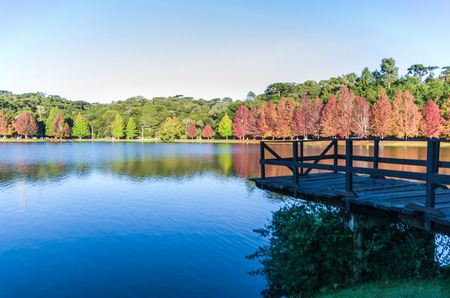 Great concept of autumn, beautiful trees of the genus Platanus with reddish leaves signaling the fall, San Bernardo lake in San Francisco de Paula, Brazil.の写真素材