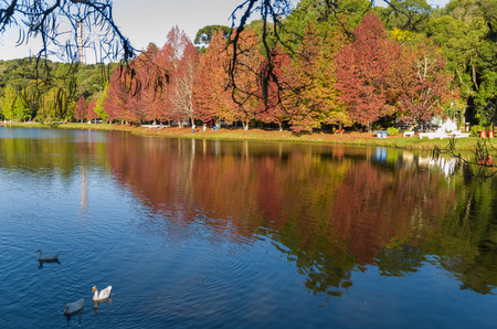 Great concept of autumn, beautiful trees of the genus Platanus with reddish leaves signaling the fall, San Bernardo lake in San Francisco de Paula, Brazil.の写真素材