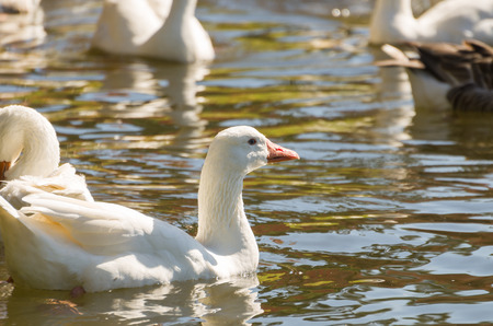 Several white ducks swimming on Lake SÃ£o Bernardo in SÃ£o Francisco de Paula in Brazil.の写真素材