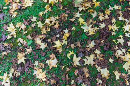 Great concept of autumn, red leaves of platanus fallen on the ground.の写真素材