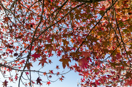 Great concept of autumn, beautiful trees of the genus Platanus with reddish leaves signaling the fall, San Bernardo lake in San Francisco de Paula, Brazil.の写真素材