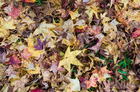 Great concept of autumn, red leaves of platanus fallen on the ground.の写真素材