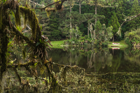Mystical green forest of Brazil, mossy ground.の写真素材