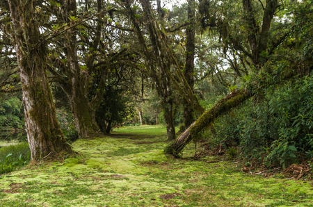 Mystical green forest of Brazil, mossy ground.の写真素材