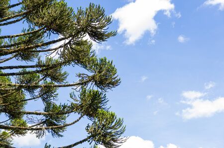 Beautiful Araucaria tree, typical tree of the mountain region of Rio Grande do Sul, Brazil.の写真素材
