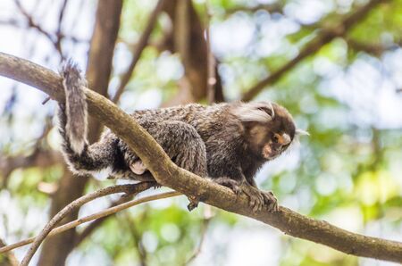 Beautiful marmoset monkey (Callithrix jacchus) found in large quantities in the city of Salvador in Brazilの写真素材