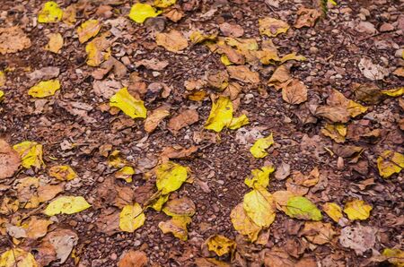 Great concept of autumn, dried yellow leaves on the ground.の写真素材