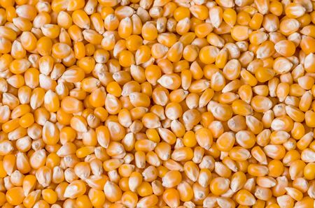 Beautiful pop corn background for various use. Popcorn corn grains in close up.