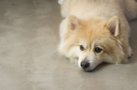 Beautiful German Spitz dog of light yellow colorの写真素材