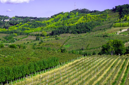 Vineyard of grapes in the Vale dos Vinhedos in Bento GonÃ§alves, a gaucho wine.の写真素材