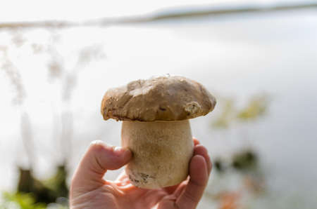 Hunting edible porcini mushrooms in the forestの写真素材