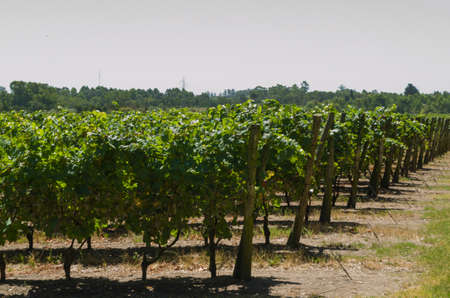 Beautiful vine of European grapes in Uruguayan winery in Canelos region. Moscato grapes.の写真素材